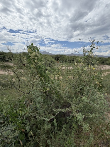 Funastrum cynanchoides, photograph 6