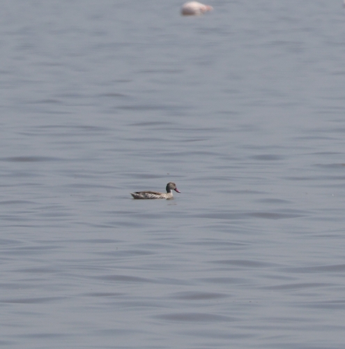 iNaturalist image