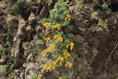 Sedum palmeri