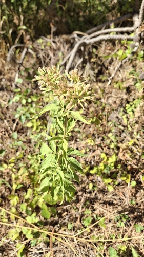 hemp agrimony