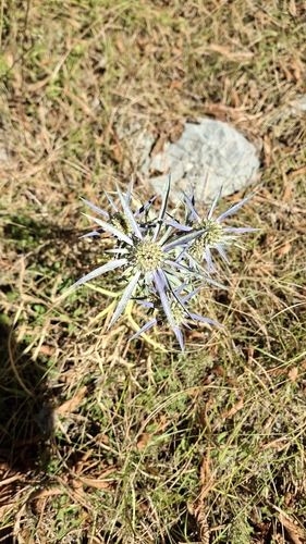 Italian Eryngo