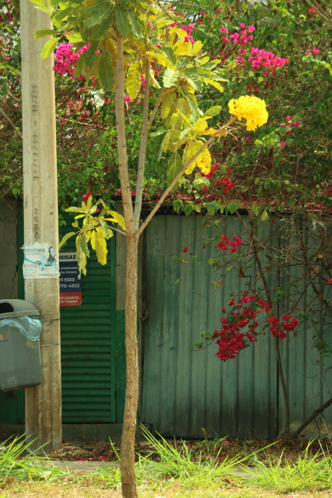Tabebuia aurea, Brazil