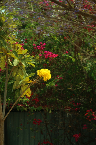 Tabebuia aurea