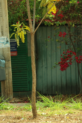 Tabebuia aurea
