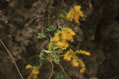Sedum palmeri
