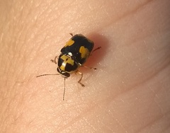 Griburius scutellaris