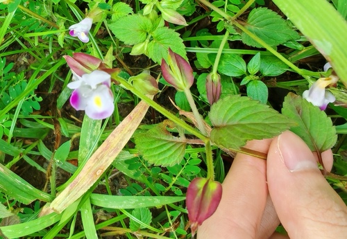 Torenia violacea observed 2026-09-05