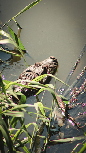 Broad-snouted Caiman