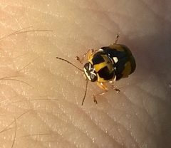 Griburius scutellaris