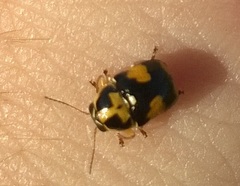 Griburius scutellaris