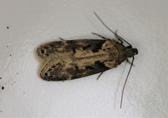 Chionodes mediofuscella