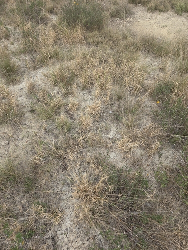Panicum hallii, photograph 3