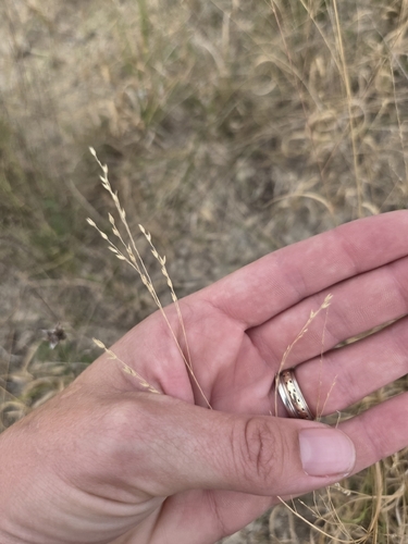 Panicum hallii, photograph 1