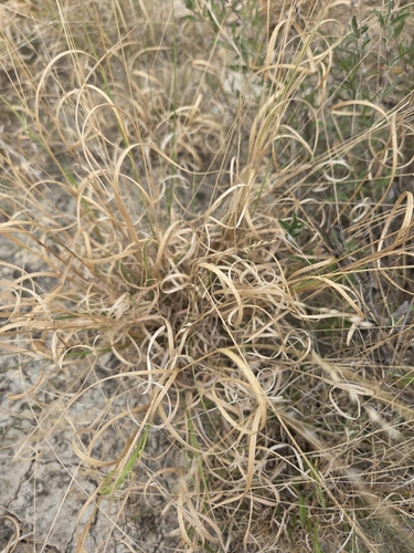 Panicum hallii, photograph 2