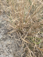 Panicum hallii, photograph (c) Rachel, some rights reserved (CC BY)