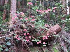 Rhododendron kaempferi