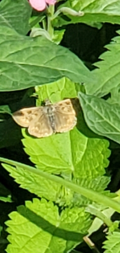 Dingy Skipper