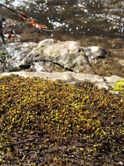 Pseudohygrohypnum eugyrium