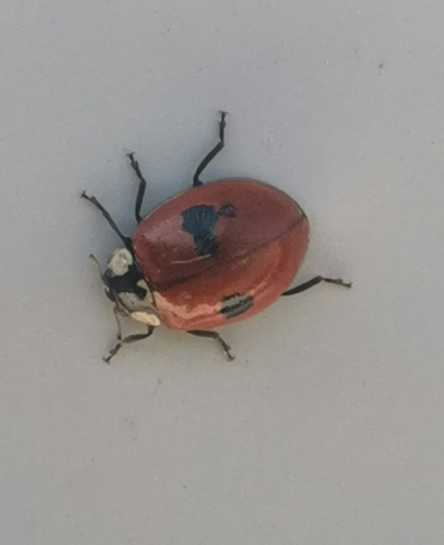 Two-spotted Lady Beetle