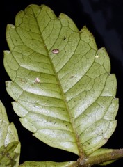 Weinmannia lentiscifolia