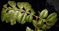 Weinmannia lentiscifolia