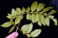 Weinmannia lentiscifolia