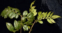 Weinmannia lentiscifolia