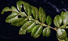 Weinmannia lentiscifolia
