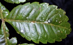 Weinmannia lentiscifolia