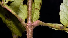 Weinmannia lentiscifolia