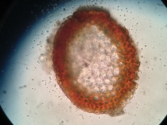 Pseudohygrohypnum eugyrium