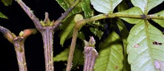 Weinmannia lentiscifolia
