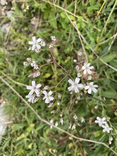Gypsophila repens, photograph 4
