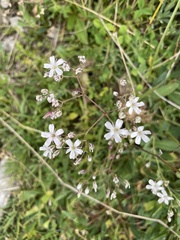 Gypsophila repens, photograph (c) Kerstin Reifenrath, some rights reserved (CC BY)