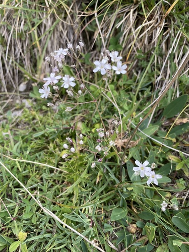 Gypsophila repens, photograph 5