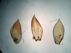 Pseudohygrohypnum eugyrium