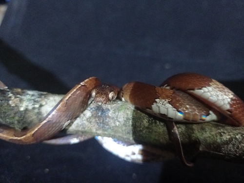 Photo of a Welborn’s Snail-eating Snake (Dipsas welborni)