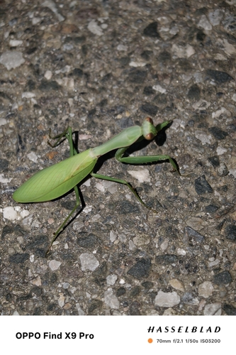 Chinese Reddish Mantis