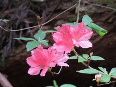 Rhododendron kaempferi