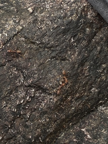 Asian Weaver Ant