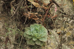 Echeveria simulans