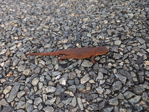 Rough-skinned Newt