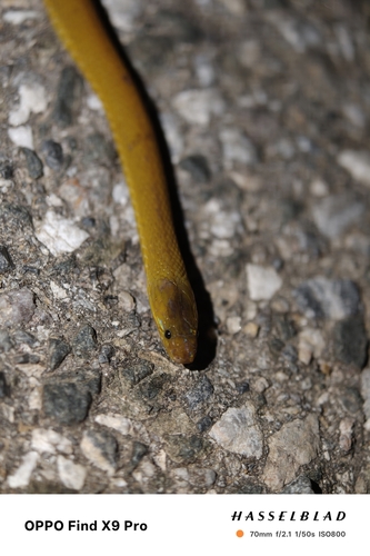Achalinus dehuaensis