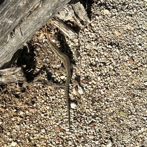 Common Wall Lizard