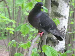 Columba livia domestica