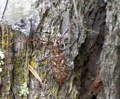 Monochamus carolinensis