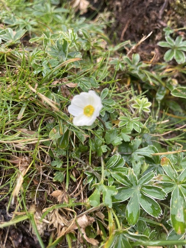 Ranunculus alpestris, photograph 1