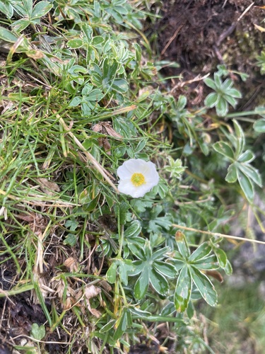 Ranunculus alpestris, photograph 2