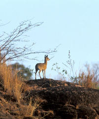 Oreotragus oreotragus