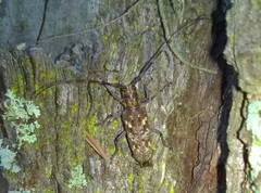 Monochamus carolinensis